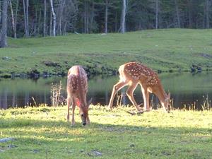 mes chalet s�lectionn�s  C�te-Nord